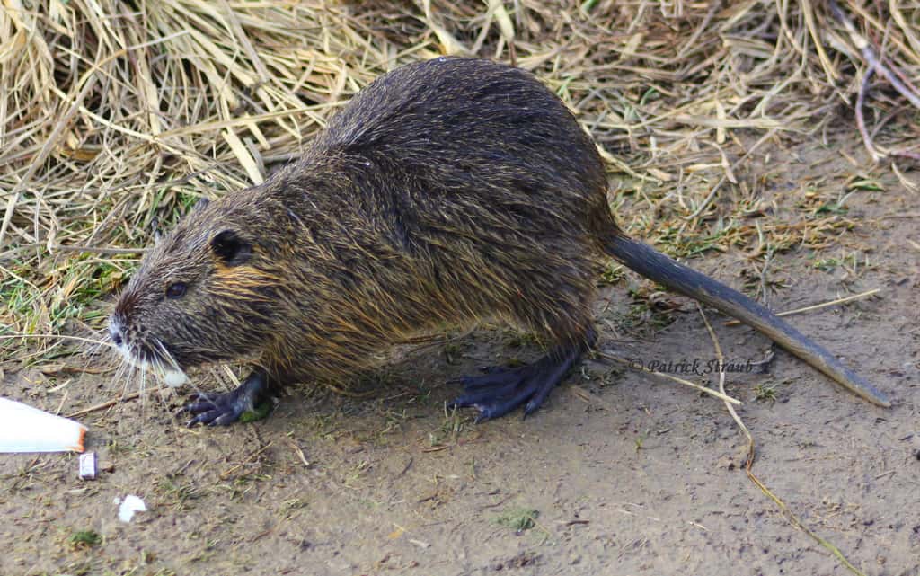d-finition-ragondin-castor-des-marais-myocastor-coypus